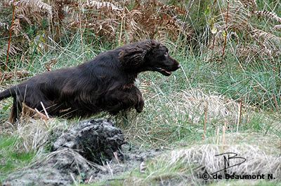 PHOTOS CHASSE / HUTING 