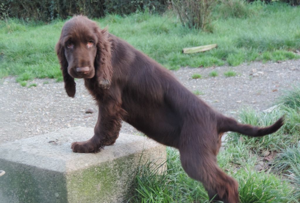 CHIOTS 